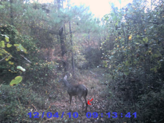 The tarsal glands of deer will get darker as they become ready to breed. The young deer in the pic, has black glands but looks like it's still to young to breed.