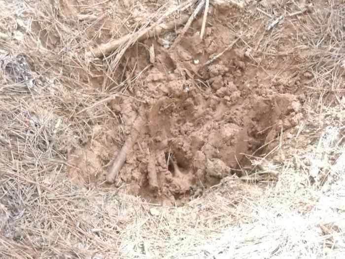 This home made mineral recipe has already attracted plenty of deer and has only been in the woods 2months.