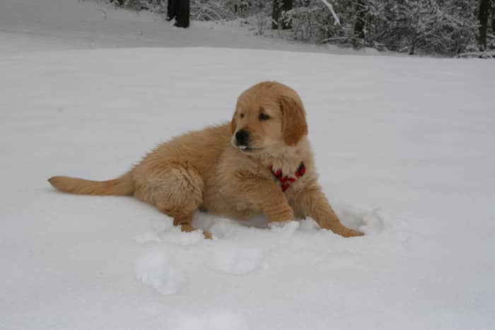 The author's Golden Retriever has type I vWD. Fortunately, this form of the clotting disorder is fairly mild.