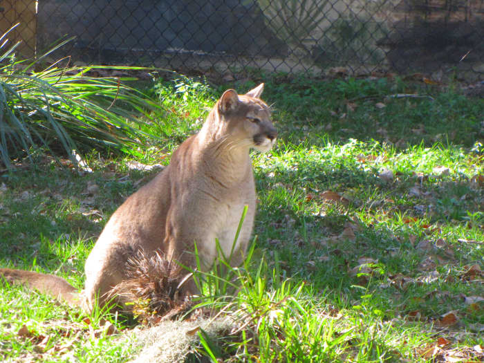 This animal is staying a wild animale refuge where he is able to be monitored and kept track of.