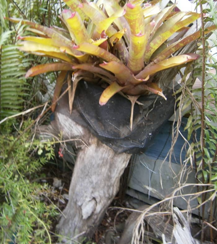 I mounted this Bromeliad in a piece of driftwood. I used a piece of screening to hold the plant in place.