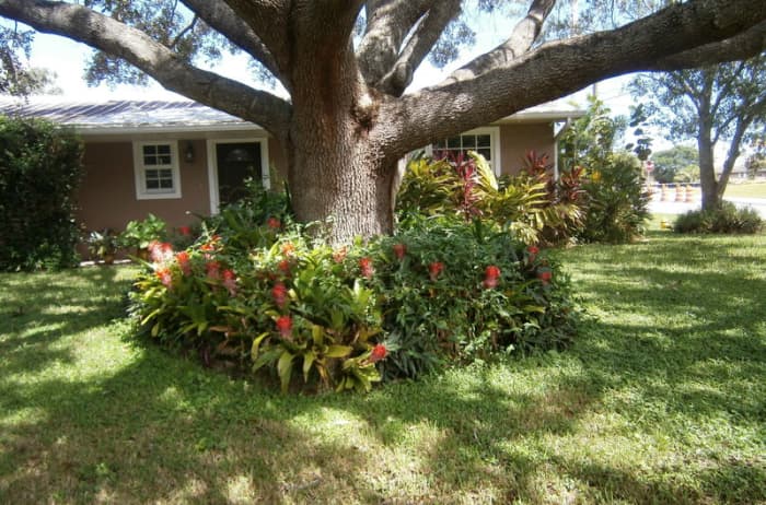 These Bromeliads grow and multiply underneath this large tree. They do like to be in the shade.