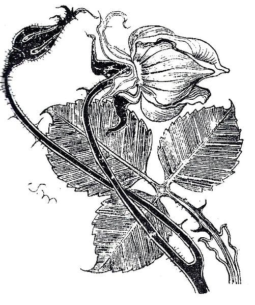The Nightingale and The Rose