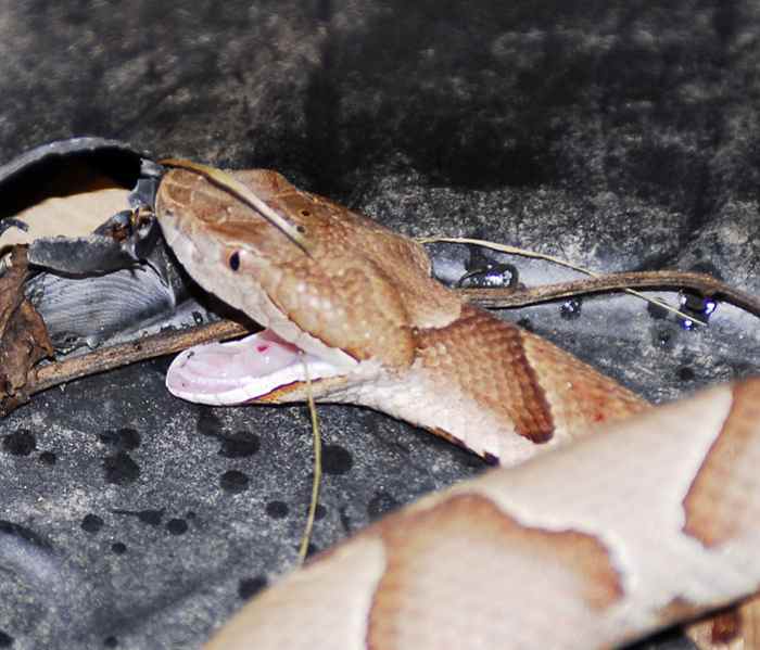 Southern Copperhead, photo by Mike Perry in Arkansas. Note the elliptical pupils and the two dark spots on the top of the head that are classic signs of the Agkistrodon contortrix. (c) http://MikePerryMedia.com/... This work is licensed under the Cre