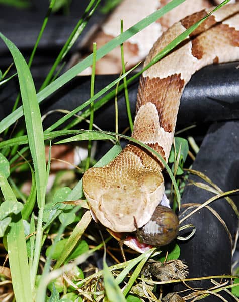Southern copperhead eating a Cicada, photographed in Arkansas by Mike Perry - http://MikePerryMedia.com/. This work is licensed under the Creative Commons Attribution-ShareAlike 3.0 License.