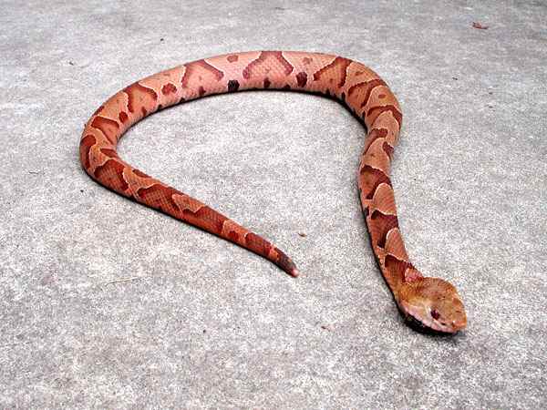 American Copperhead as found in the Southeastern United States. Photo taken by Michael Page on June 27, 2005 in Atlanta, Georgia. This file is licensed under the Creative Commons Attribution-Share Alike 3.0 Unported license.
