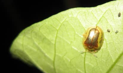 This one turned green to eat a morning glory leaf in Manhattan. That's not too far from Philadelphia!