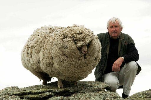 This is Shrek the sheep. Go to this web site and read a wonderful real life object lesson you can share.
