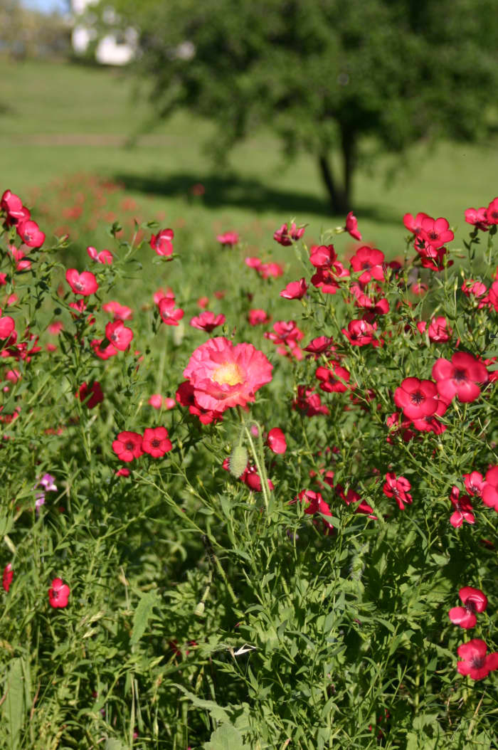 Pretty scenes make us happy, and if you describe them in predictable and cliched ways, you have a good chance at writing a bad haiku.