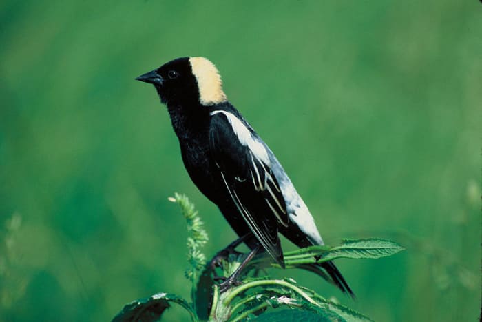 A picture of a Bobolink taken by the United States fish and wildlife service. These birds have earned the nickname "rice bird" because of their affinity for eating rice.