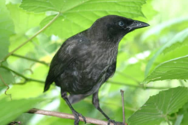 Blackbirds are usually the biggest culprits when it comes to eating rice in fields, especially in southwest Louisiana.