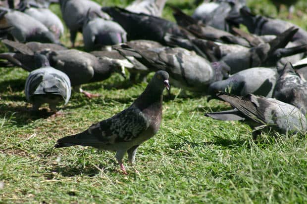 Birds will not explode from eating uncooked rice found in fields or on the ground, or even in a church parking lot.