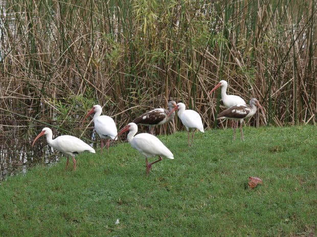 No one would want to intentionally harm the pretty wild birds by feeding them uncooked rice.
