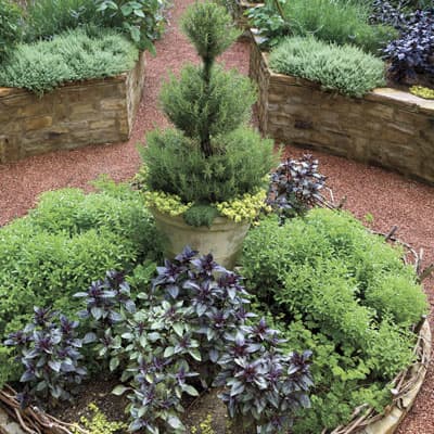 Add some height to the center of a flowerbed by placing a very vertical potted plant in the middle. Here, a potted rosemary topiary rises above the other edibles in this bed.