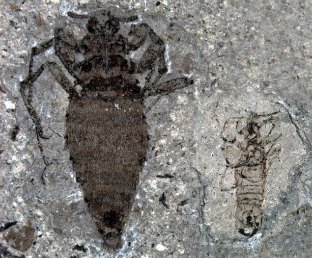 Giant 0.8 inch fleas harassed dinosaurs in the Jurassic and just like today the females were twice the size as the males.