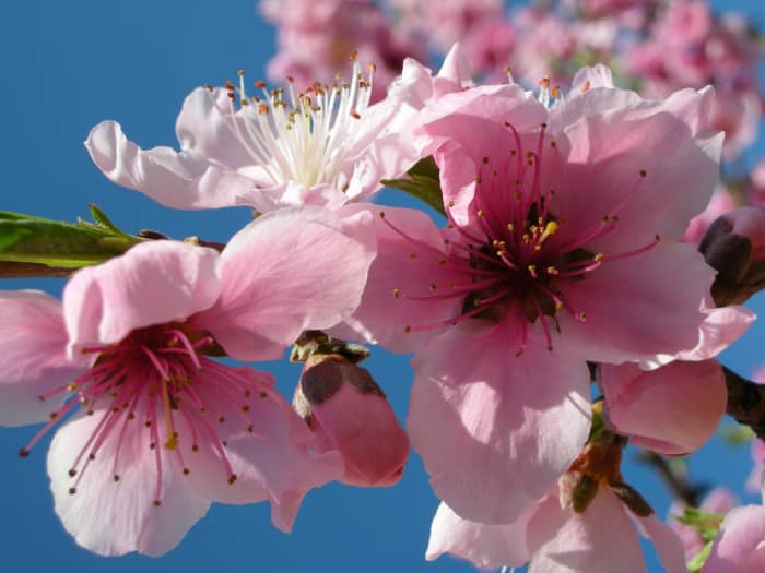 peach flowers