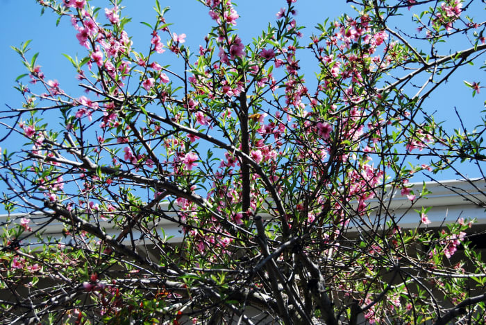 flowering peach tree