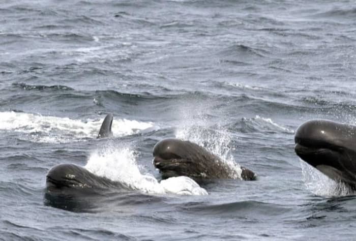 Pilot whales, another dolphin species.