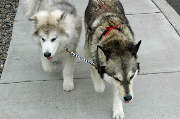 Another effective way to walk some breeds is urban mushing/walking with a neckline.