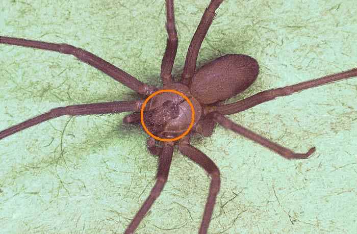 Violin shaped head of brown recluse circled in orange. Notice that the top of the violin points towards the body.