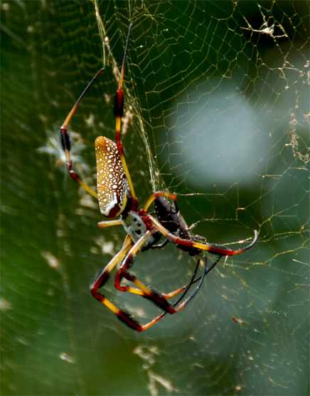 Golden Orb spiders vary based on region. They are usually large and make very large, neat webs. They are a perfect, outdoor pet spider.