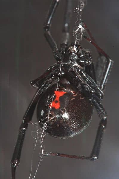 Black widows are very recognizable.