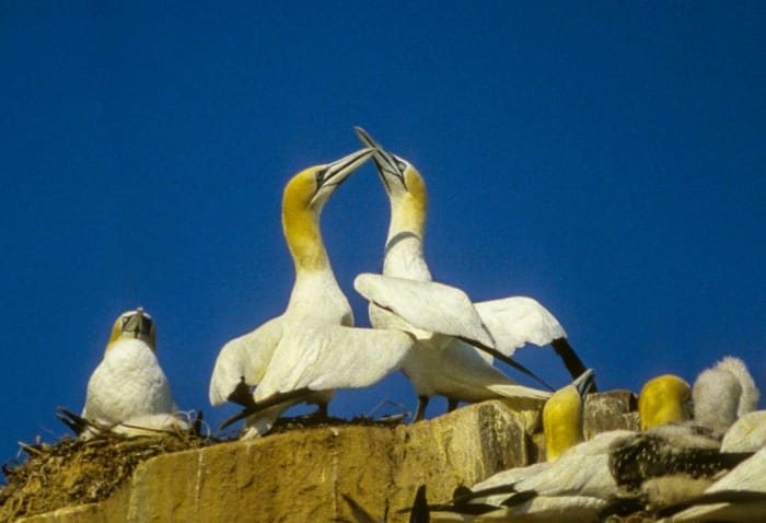 birds-of-iceland