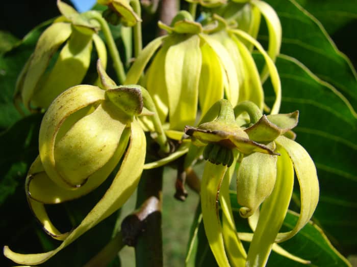 known as the perfume tree, ylang-ylang works with oriental and floral notes. One of the scents in Channel No. 5.