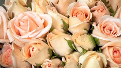 rose petals may be used for homemade potpourri, air freshener or even frosted and used as an edible decoration in culinary dishes.