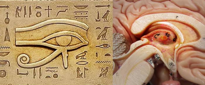 Occultists believe that the Egyptian symbol 'Eye of Horus' represents the mystic third eye - the pineal gland. Look at the similarity between the eye and the cross section of the brain showing the pineal gland.