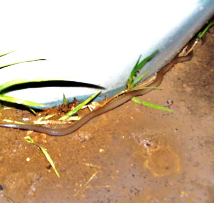Found this ringneck snake hunting bugs in my flower bed. It is easy to mistake the smaller snakes for earthworms.