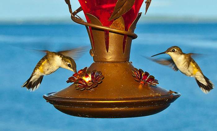 Hummingbirds At A Feeder In This Photo. It Is A Lot Of Fun To Watch Them Feed At Feeders That You Can Hang Near A Window So You Can Watch Them.