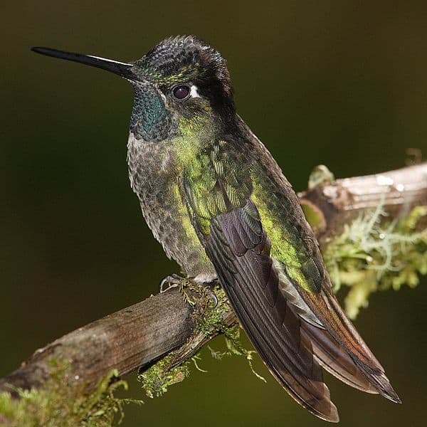 Notice the bill of the Hummingbird in this photo. It is the birds tongue that it uses for drinking nectar from flowers.