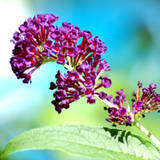 In this photo is a picture of the plant known as butterfly bush. It is a favorite of both hummingbirds and butterflies.