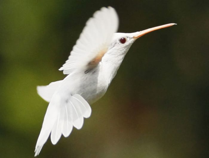 This photo shows an albino hummingbird that did not develop any color in its feathers. They are rare, but there are almost always a few around.