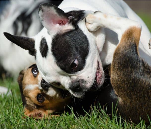 Puppies learn how to inhibit their biting when they in the litter and further refine it by playing with other puppies.
