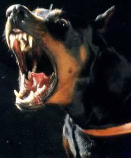 As every Letter Carrier knows, a rather savage form of American Football can be played using a Miniature Doberman Pinscher rather than the traditional pigskin.
