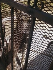 This dog has been put behind bars 10 to life for attempted mailman mauling, with no possibility of parole!