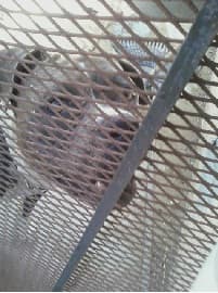 This desperate, deranged killer is the unfortunate cellmate of the German Shepherd above. Don't be deceived by his meek, remorseful expression!