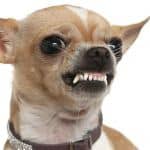 Don't be deceived by size - Like so many fuzzy piranhas, a small pack of Chihuahuas can devour a mailman down to bare bone in a matter of minutes, leaving only a satchel and a few shredded remnants of letters.