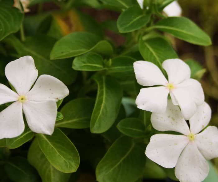 Impatiens in white or red are another good choice for a patriotic container garden. And they're easy to find at most garden centers!