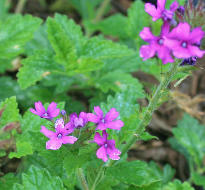 Homestead purple verbena is a good hardy blue flower substitute in a full-sun patriotic flower bed or flower pot.