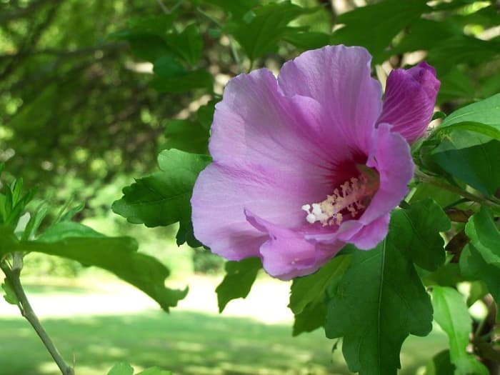 File:Rose of Sharon.JPG Author: Tiffany825 23.32, 5 August 2010 CC-BY-3.0