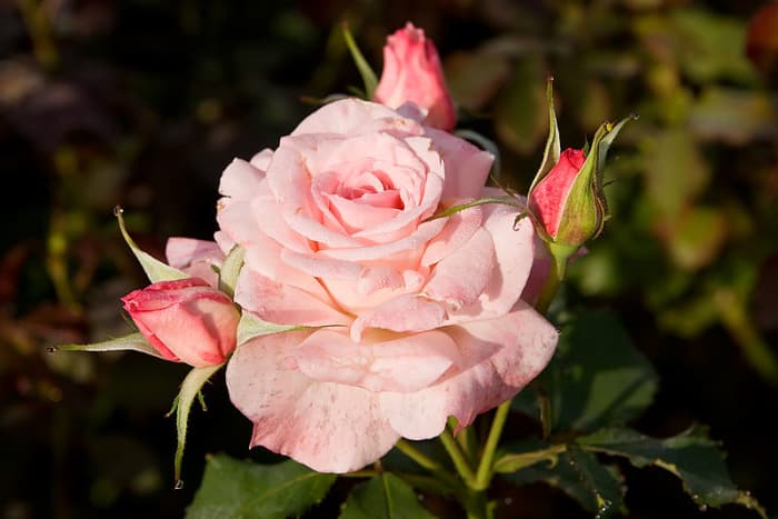 File:Bridalpink -morwell rose garden.jpg "Fir0002/Flagstaffotos" 06:58, August 2007 CC-BY-NC