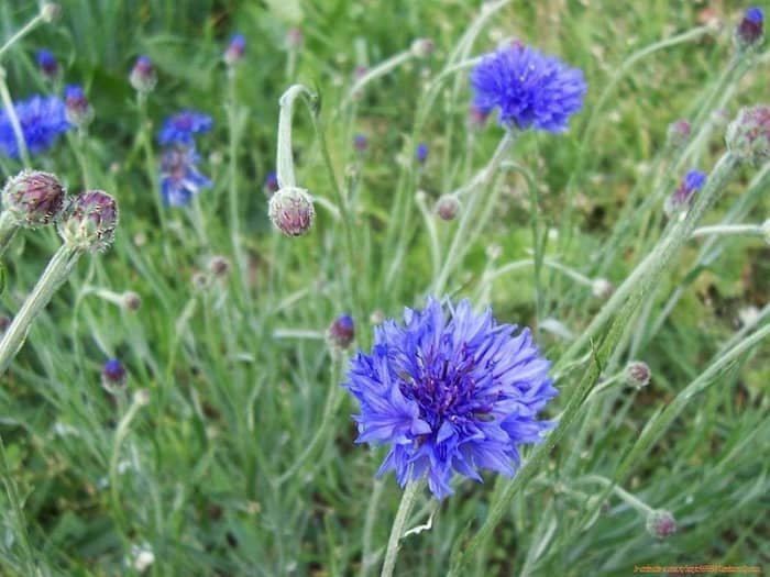 File:Centaurea cyanus 04. JPG Author: Sanja565658 Creative Commons Attribution - Share Alike 3.0 Unported