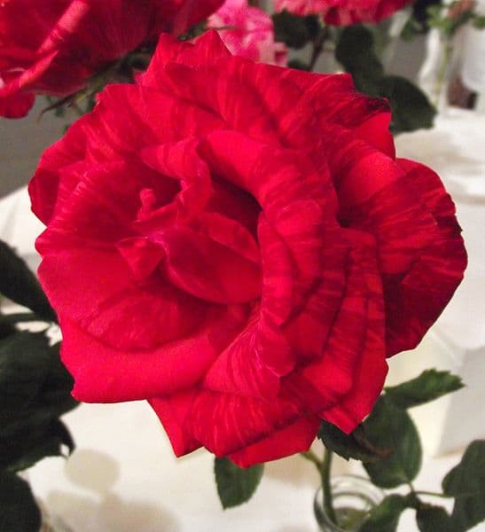 File: Rosaredintuition.jpb Rosa "Red Intuition' at the San Diego County Fair, California, USA Author: Stickpen 16, June 2010