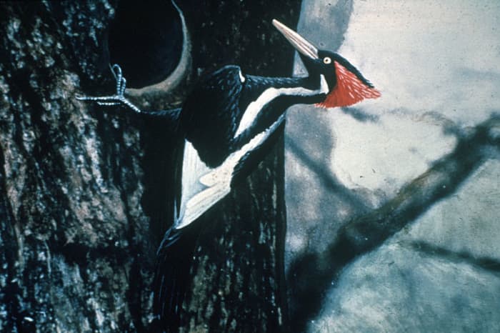 A hand-coloured photograph of a male Ivory-Billed Woodpecker, published in 1935.