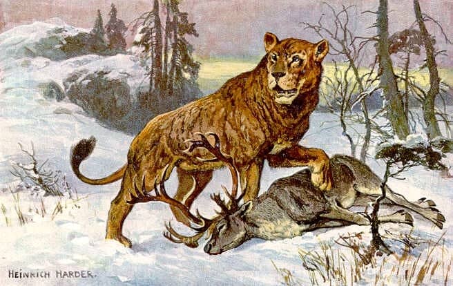 This painting of a cave lion was originally made to illustrate a card collection from the 1920s, to show the difference in size between a reindeer and a cave lion.