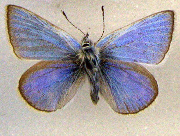 A rare xerces blue butterfly specimen