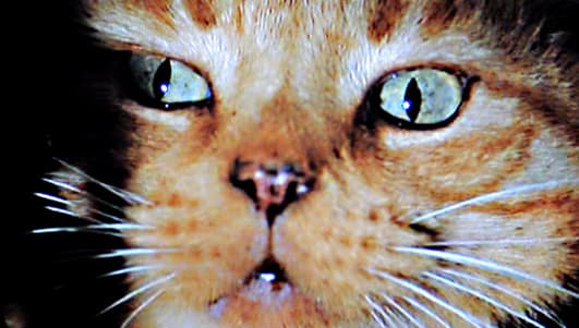 The other member of the cast - Jones the Cat - plays a significant role as events unfold, and the look of terror in his eyes which heralds the first appearance of the full grown Alien is almost as much an iconic image as the Alien itself